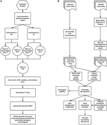 Genomics of Environmental Salmonella: Engaging Students in the Microbiology and Bioinformatics of Foodborne Pathogens